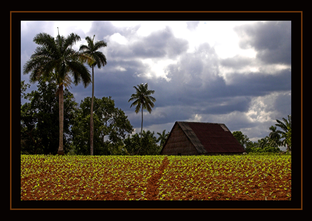 Tabakfeld in Vinales