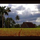 Tabakfeld in Vinales