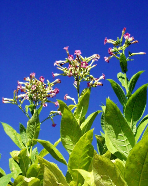 Tabakplanzen in Blüte