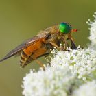 Tabanidae - Philipomyia aprica