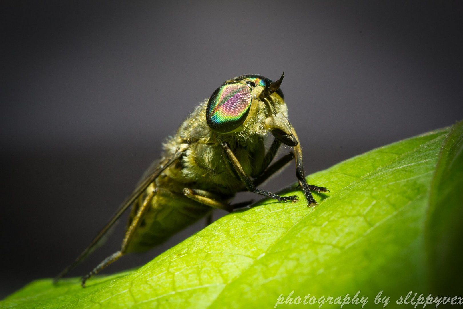 Tabanus bromius