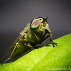 Tabanus bromius