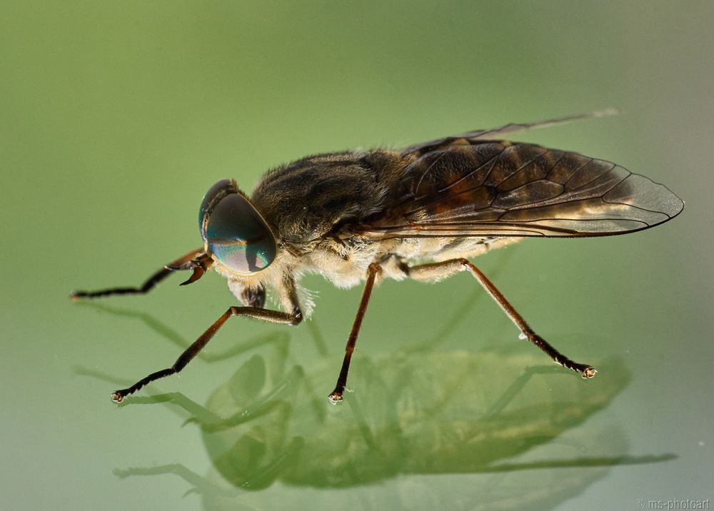 Tabanus bromius