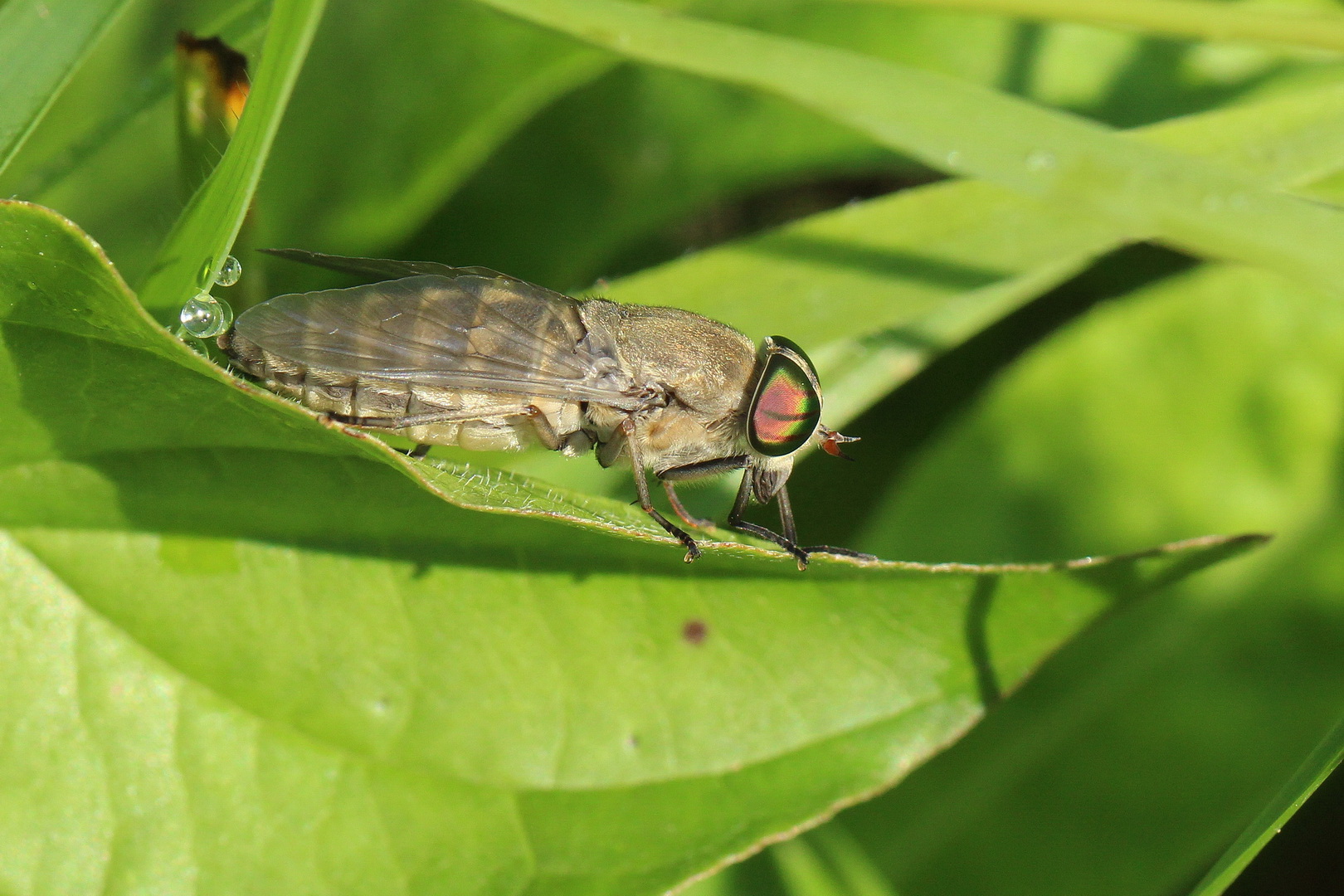 Tabanus bromius