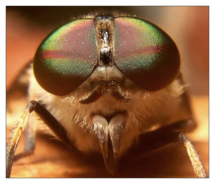 Tabanus bromius - keine Angst, tut Dir nichts!