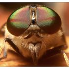 Tabanus bromius - keine Angst, tut Dir nichts!