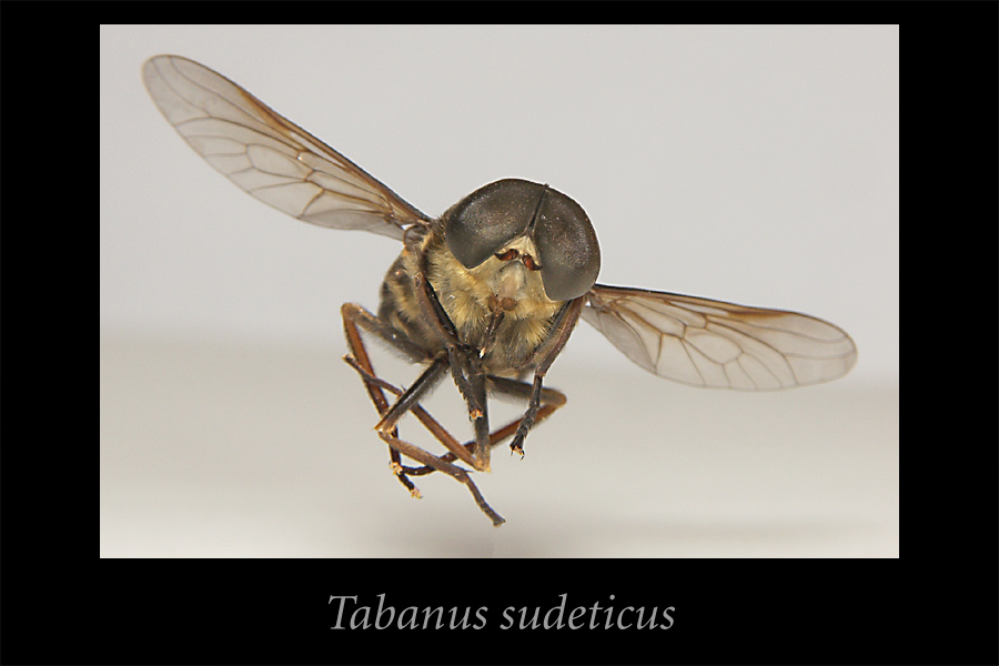 Tabanus sudeticus