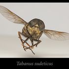 Tabanus sudeticus