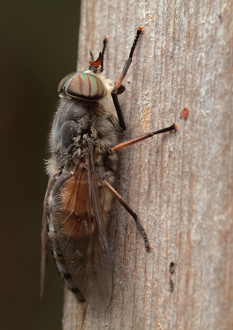 Tabanus sudeticus ?