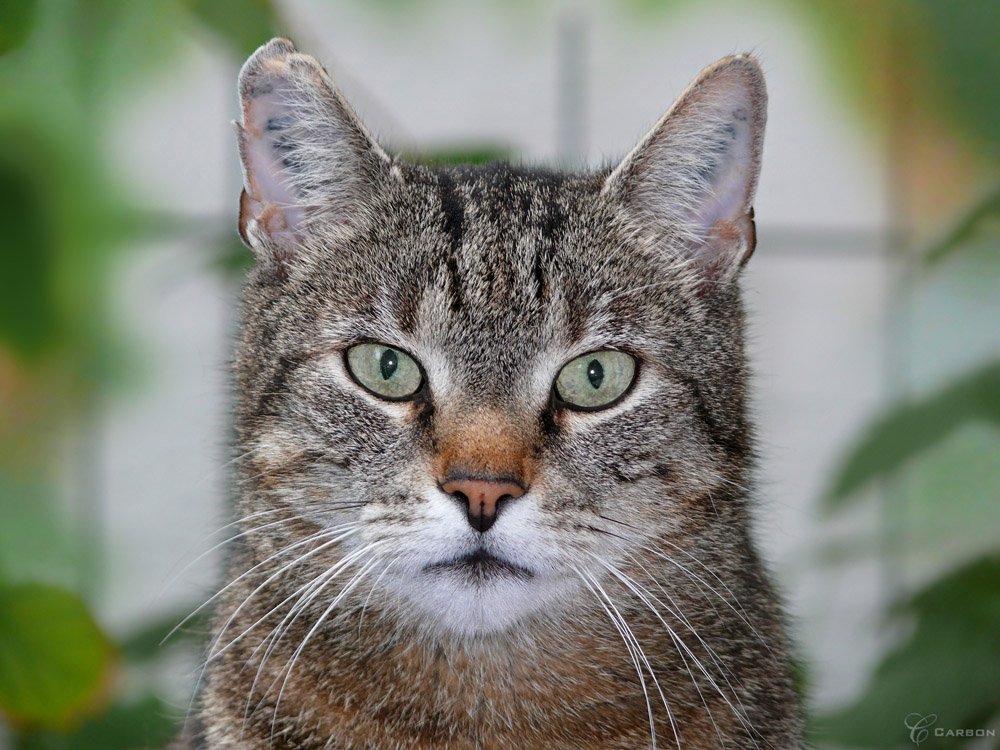 Tabby 01 (Tigerkatze, Kater)