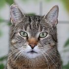 Tabby 01 (Tigerkatze, Kater)