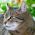 Tabby 02 (Tigerkatze, Kater)