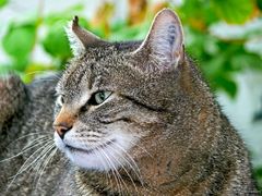 Tabby 02 (Tigerkatze, Kater)