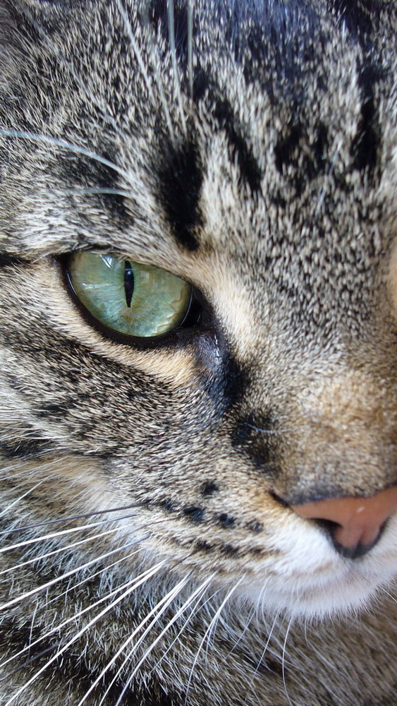 Tabby Eye