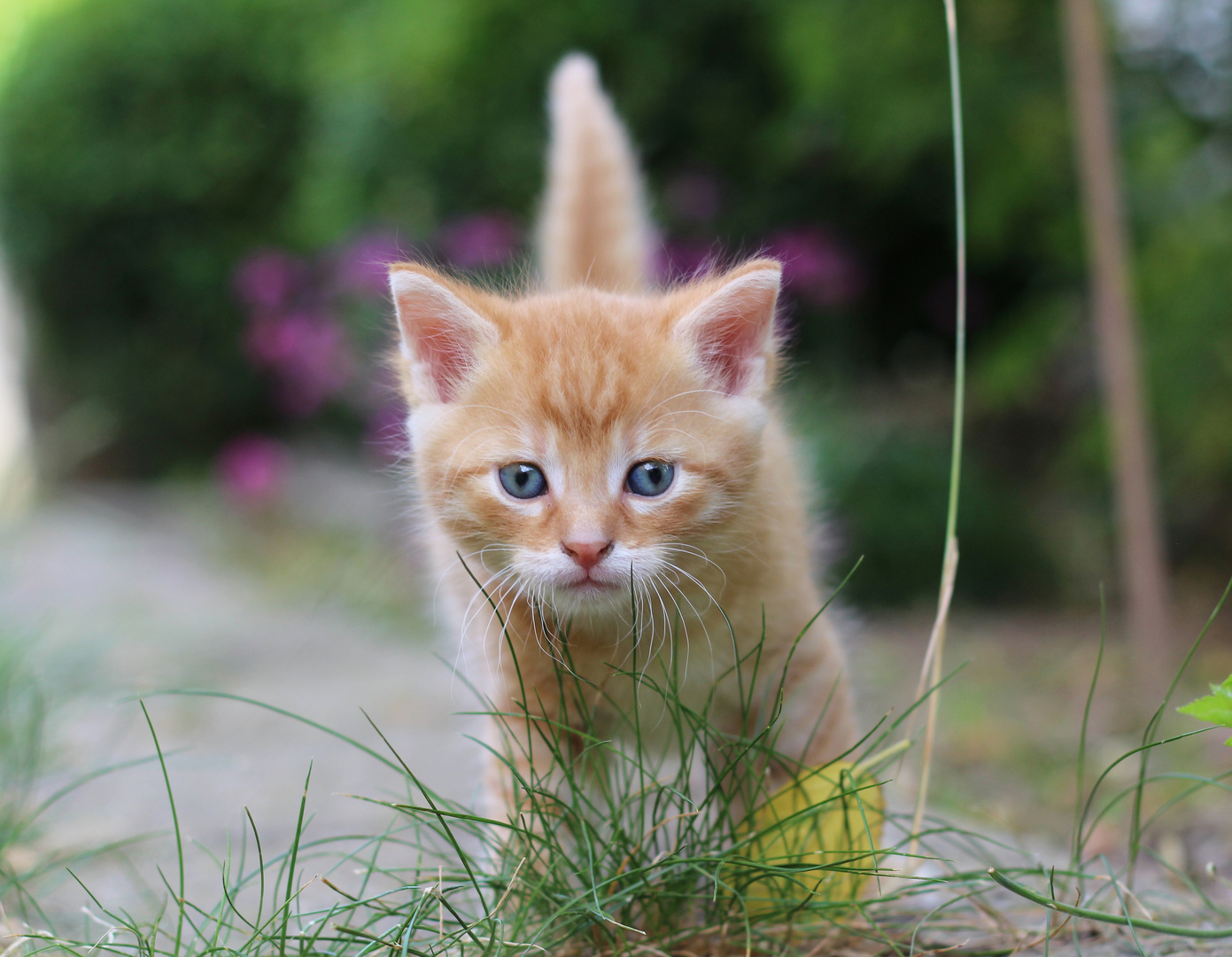 Tabby kleine Katze Foto & Bild tiere, natur, kater Bilder auf