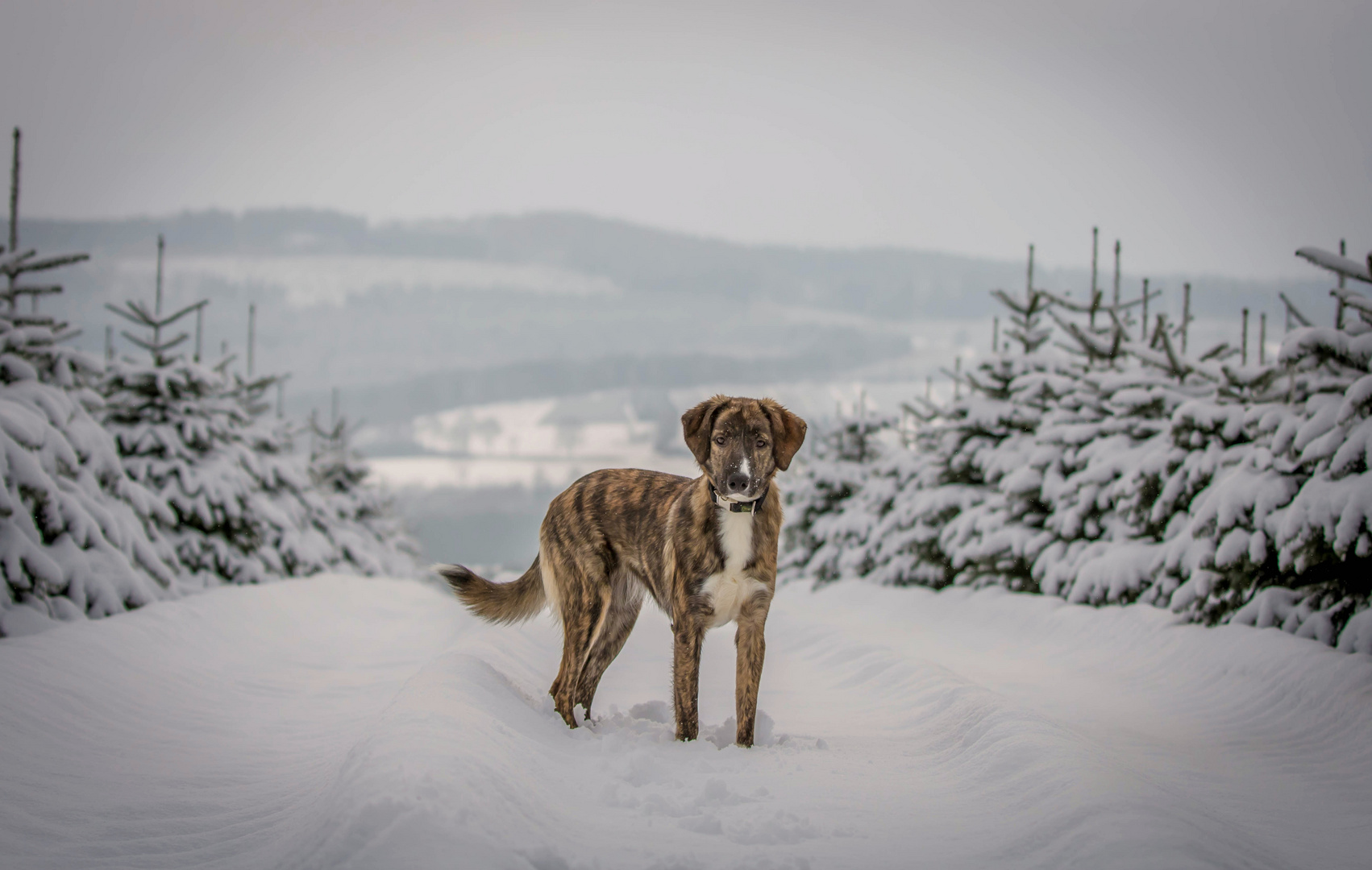 Tabea im Schnee