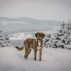 Tabea im Schnee