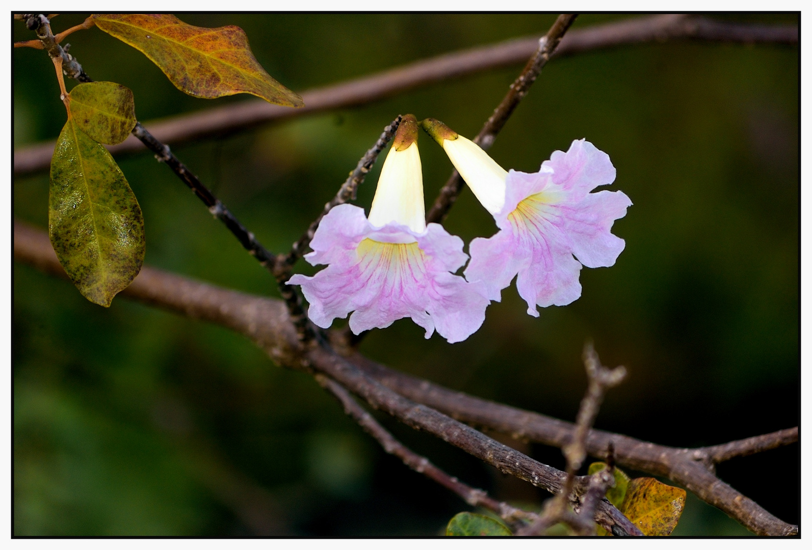 Tabebuia