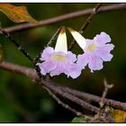 Tabebuia