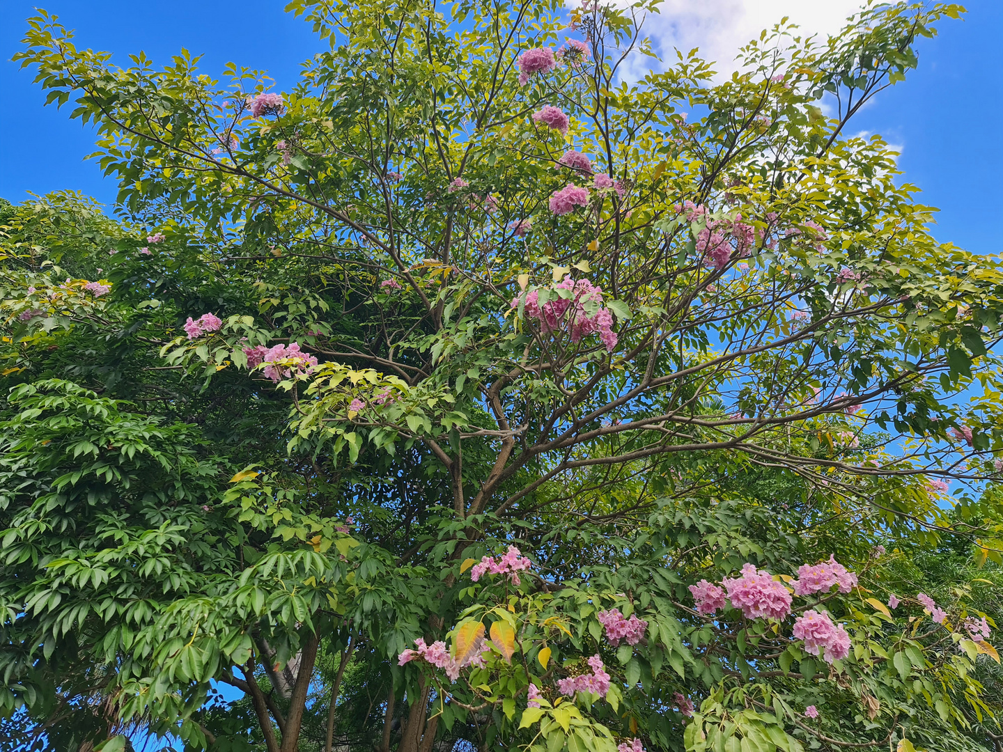 Tabebuia rosea