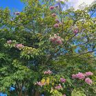 Tabebuia rosea