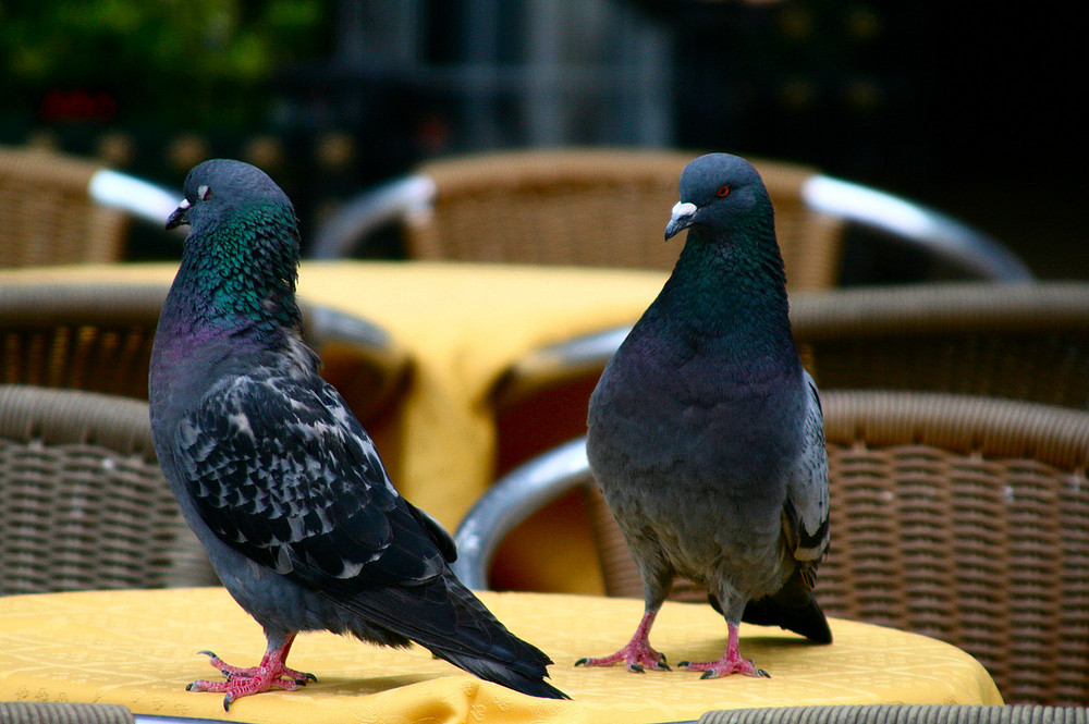 Table dance...