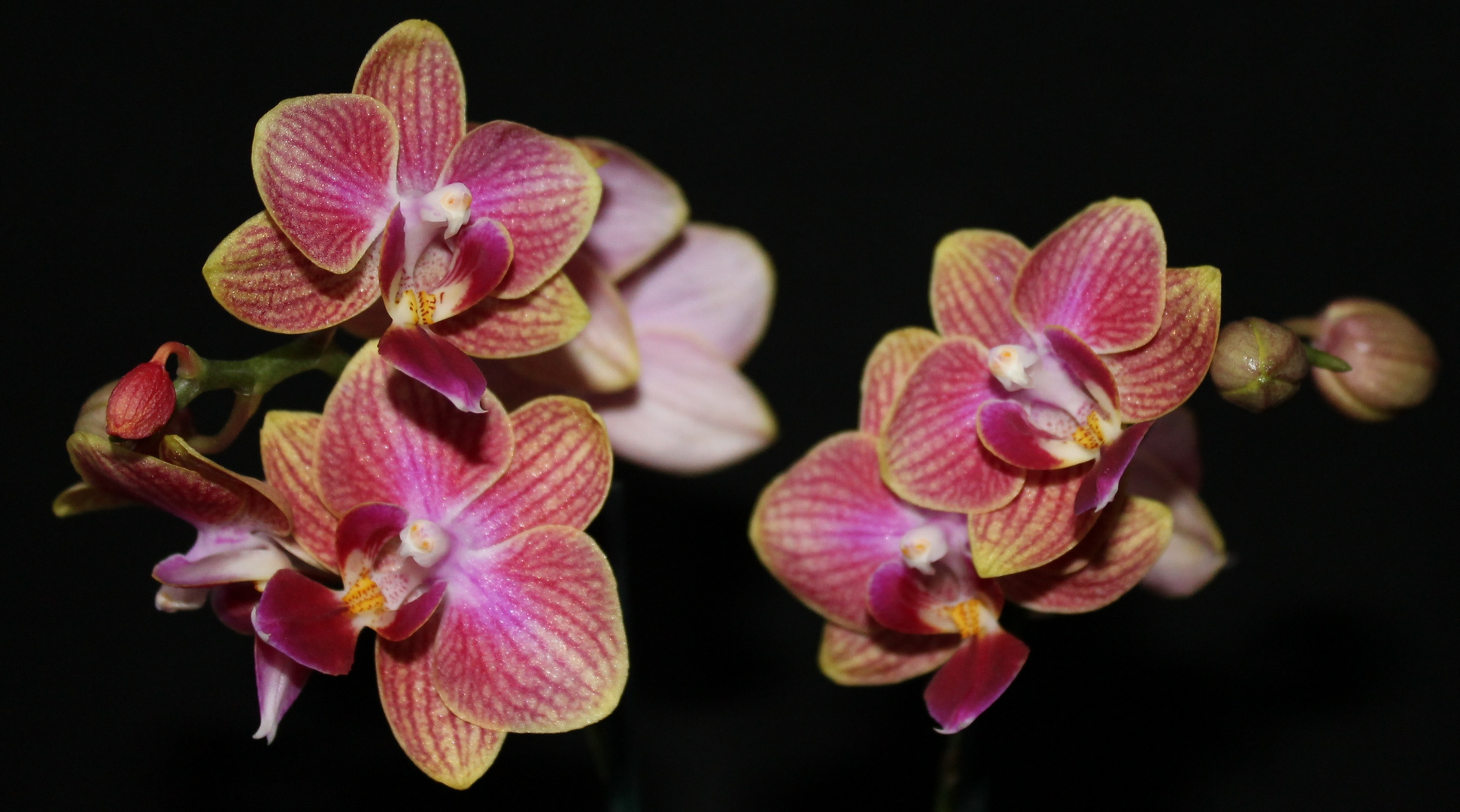 Table Dance Orchidee