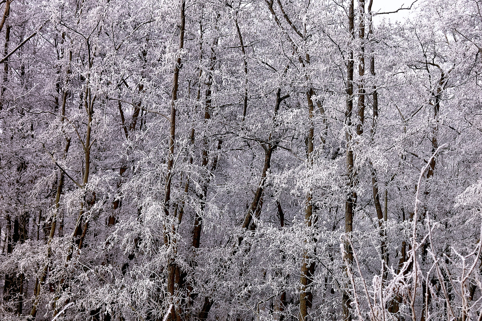 Tableau blanc