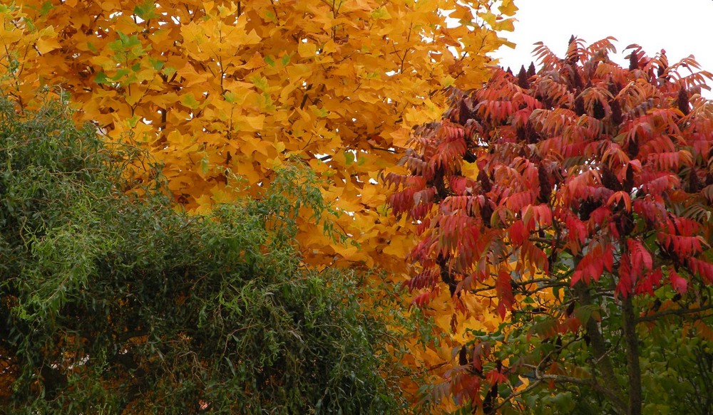 Tableau d'Automne.