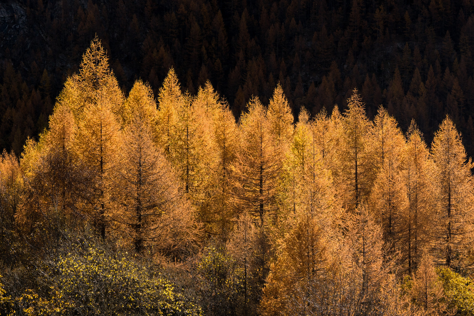 Tableau  d'automne