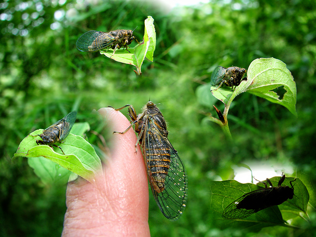 Tableau de cigales Tibicina Haematodes