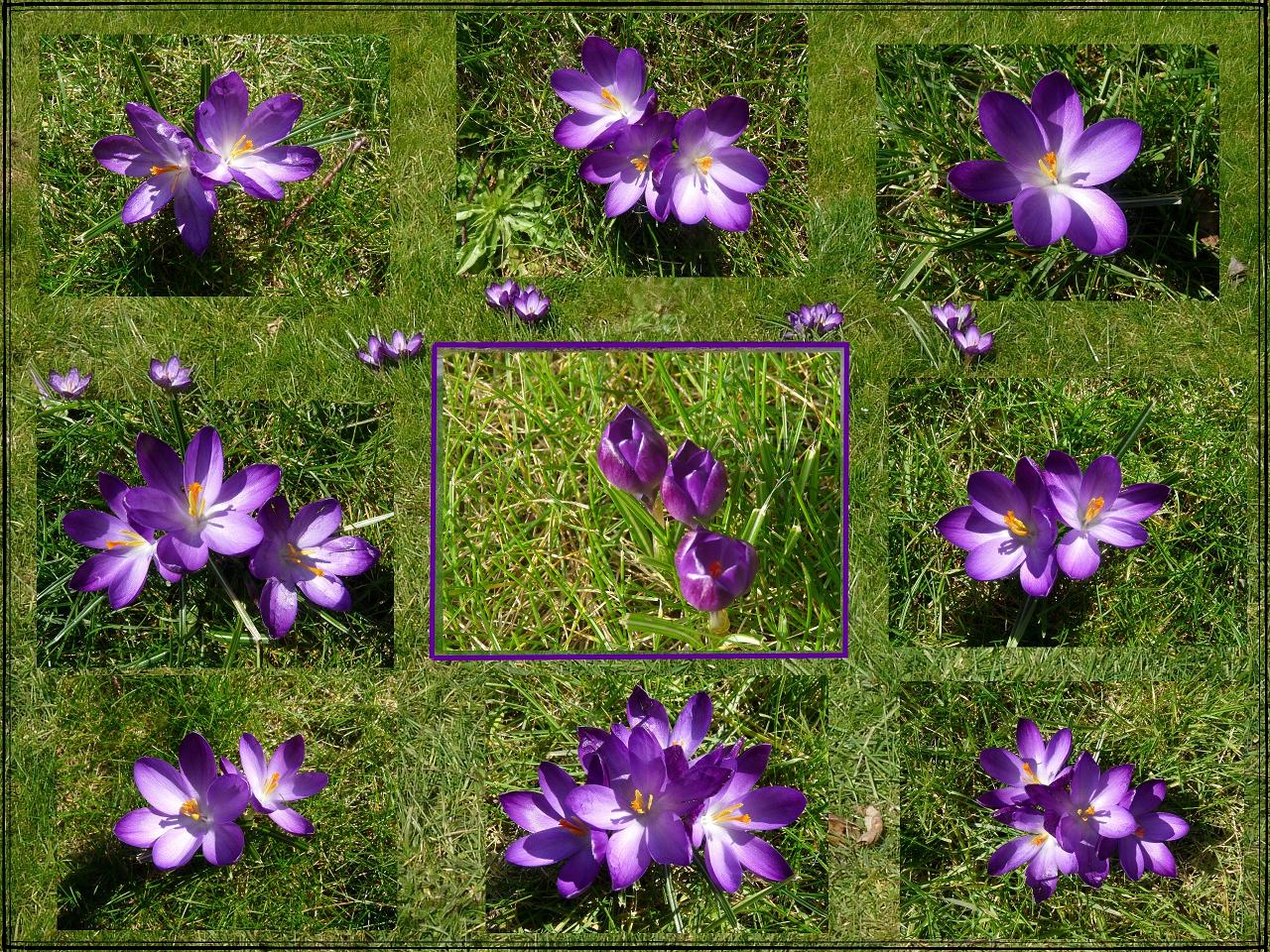 Tableau de crocus