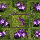 Tableau de crocus