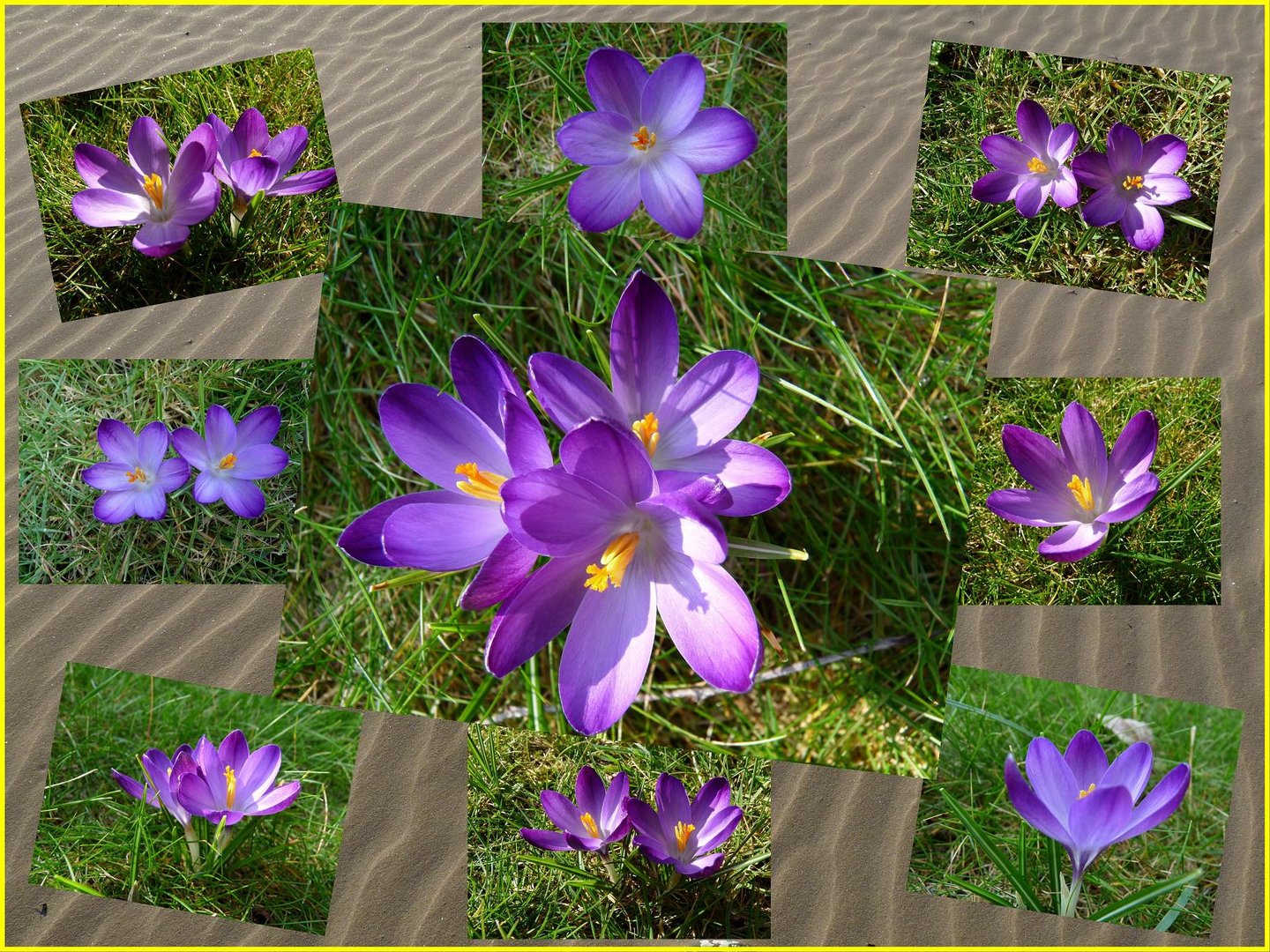 Tableau de crocus