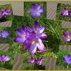 Tableau de crocus