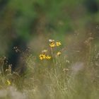 Tableau de mère nature