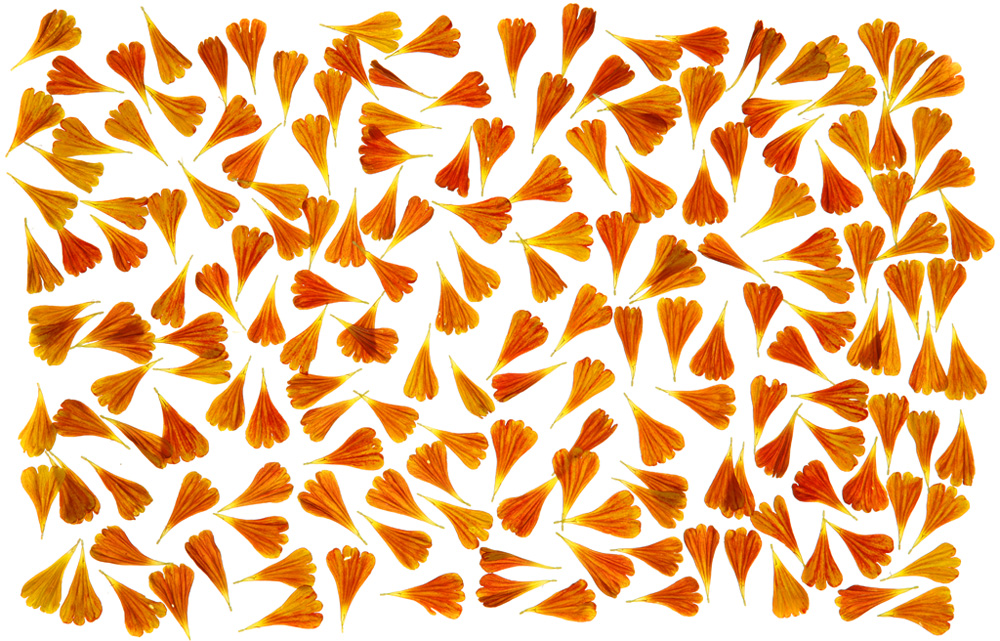 Tableau orange