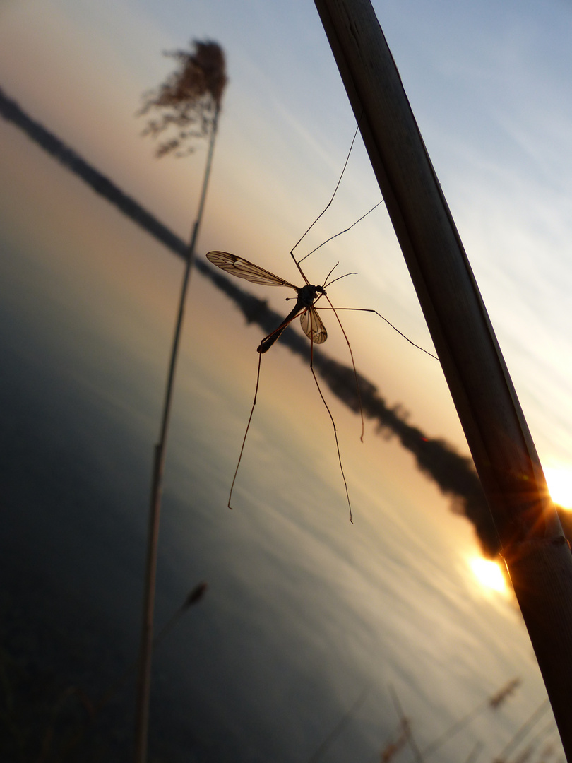 Tabledance im Abendlicht