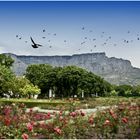 Tablemountain Capetown