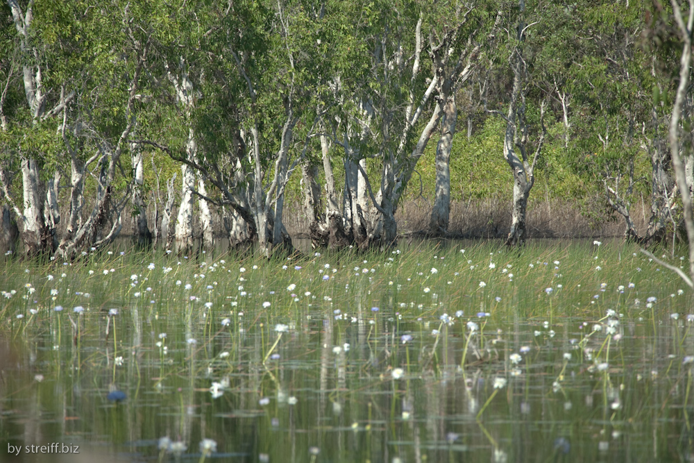 Tabletop Swamp