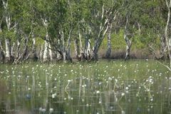 Tabletop Swamp