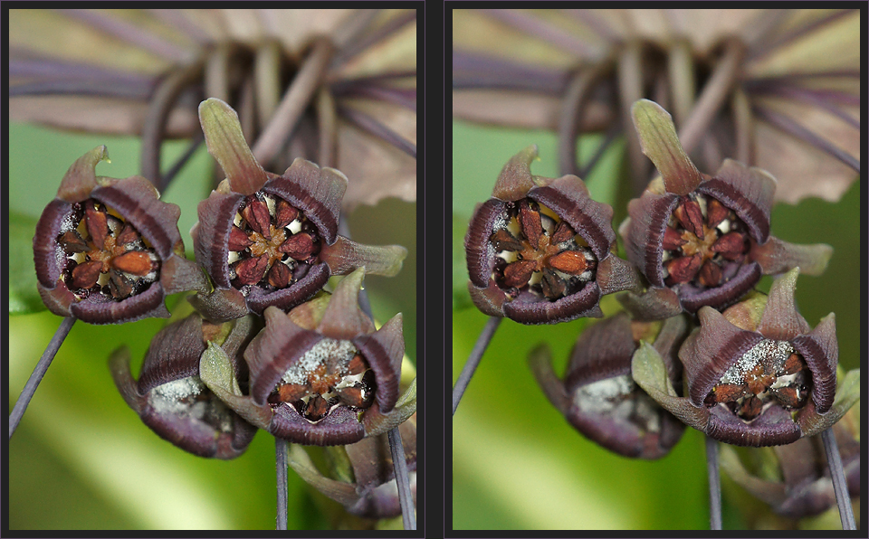 Tacca [3D]