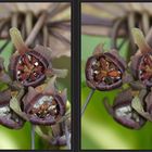 Tacca [3D]