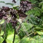 Tacca, auch Fledermausblume genannt