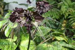 Tacca, auch Fledermausblume genannt