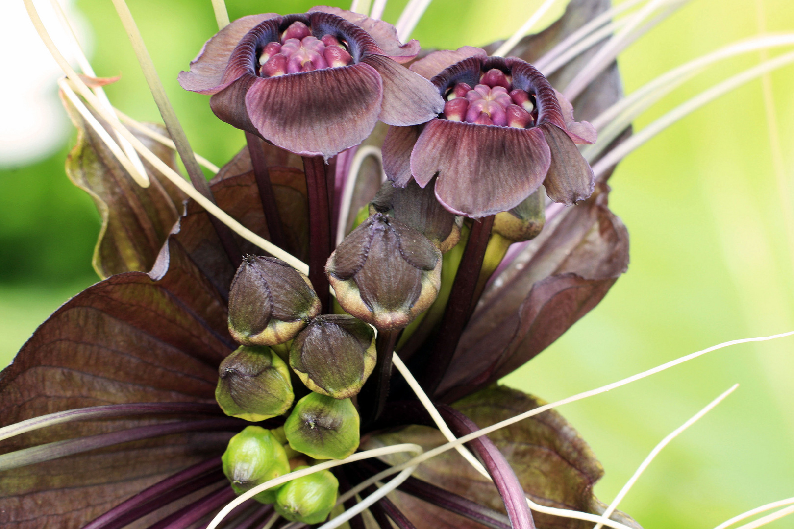 Tacca chantrien  3