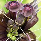 Tacca chantrien  3