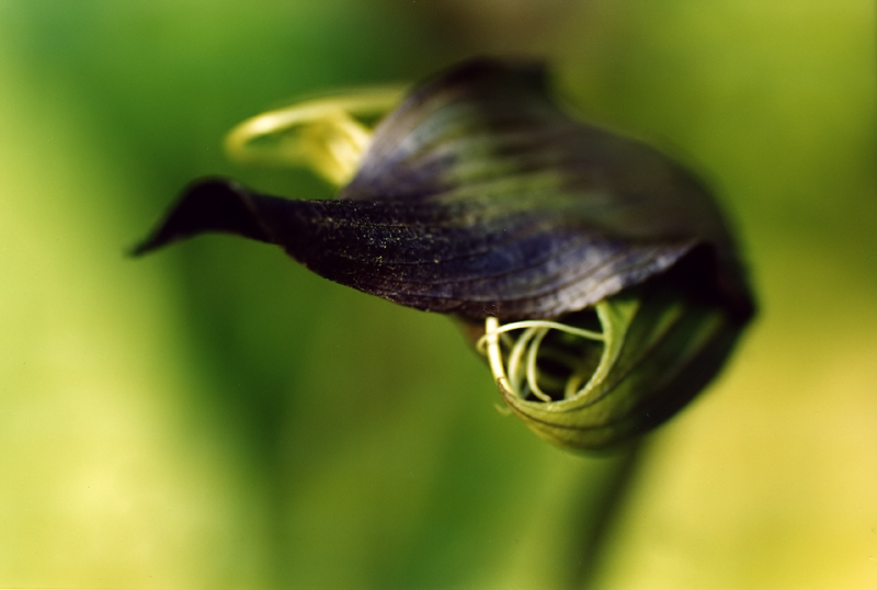 Tacca Chantrieri