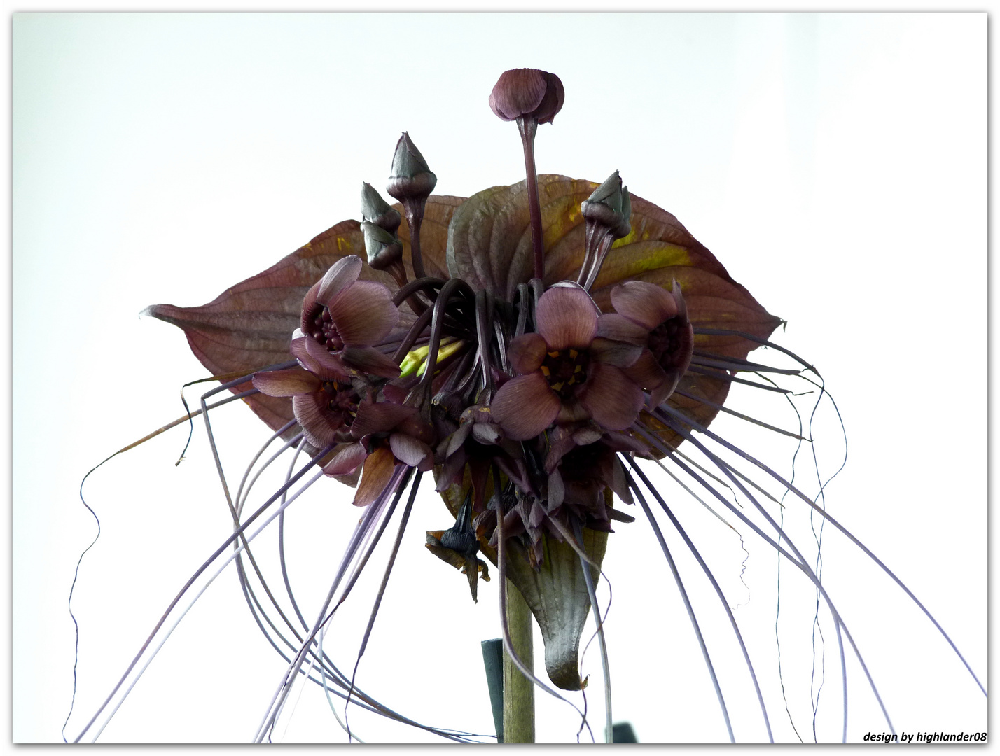 Tacca chantrieri