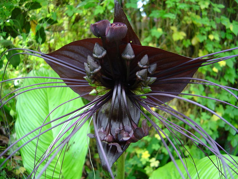 Tacca chantrieri